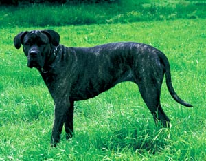 �C�^���A���E�R���\�E�h�b�O