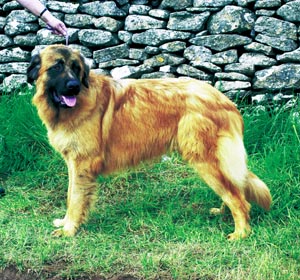 �G�X�g�����E�}�E���e���E�h�b�O