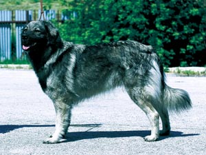 �J���X�g�E�V�F�p�[�h�E�h�b�O