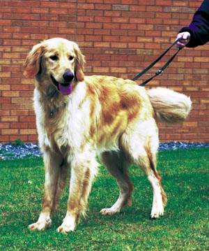 �z�t�@���@���g