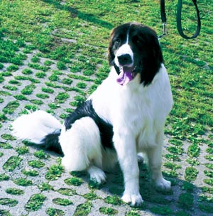 �����h�V�[�A