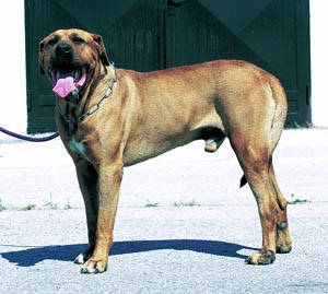 �y�����i�y�������j