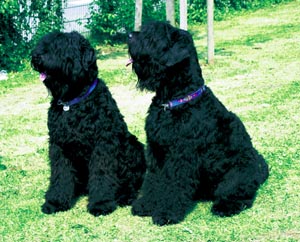 ���V�A���E�u���b�N�E�e���A