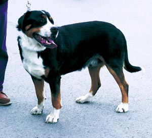 �O���[�g�E�X�C�X�E�}�E���e���E�h�b�O