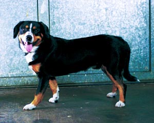 �G���g���u�b�t�E�L���g���E�h�b�O