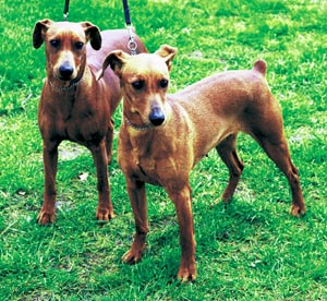 �W���[�}���E�s���V���[