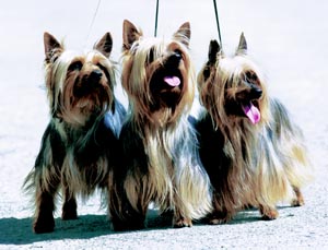 �I�[�X�g�����A���E�V���L�[�E�e���A