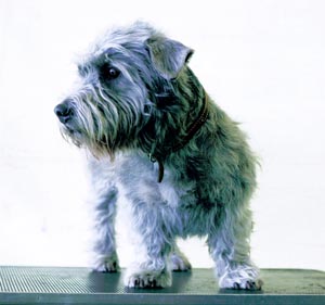 �A�C���b�V���E�O�����E�I�u�E�C�}�[���E�e���A