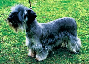 �`�F�X�L�[�E�e���A