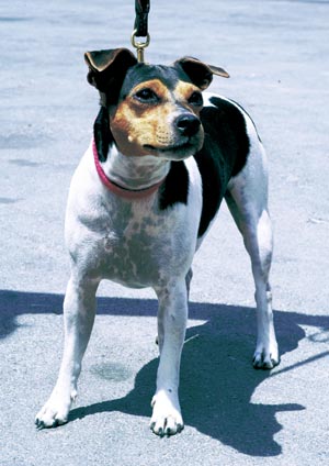 �u���W���A���E�e���A