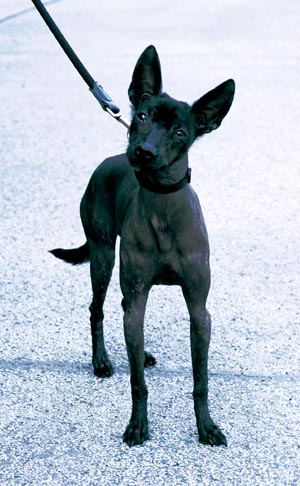 ���L�V�J���E�w�A���X�E�h�b�O