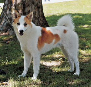 �m���{�b�e���E�X�s�b�c