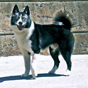 �J�����A���E�x�A�E�h�b�O