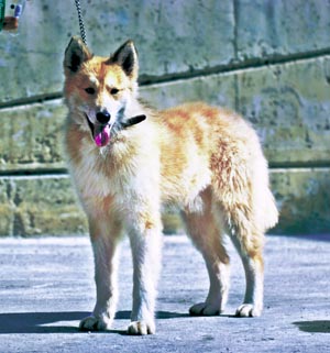 �C�[�X�g�E�V�x���A���E���C�J