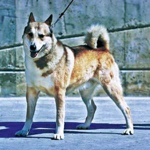 �E�G�X�g�E�V�x���A���E���C�J