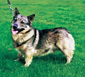 �X�E�F�f�B�b�V���E�o���n�E���h