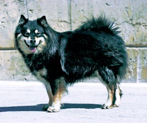 �t�B�j�b�V���E���b�v�E�h�b�O