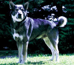 �X�E�F�[�f�B�b�V���E�G���N�n�E���h