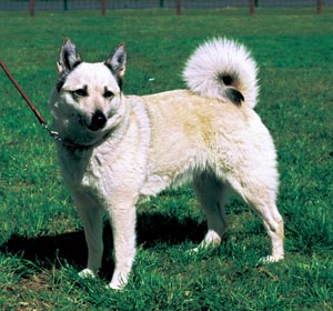 �m���E�F�W�A���E�r���[�h�b�O