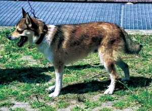 �m���E�F�W�A���E�p�t�B���E�h�b�O