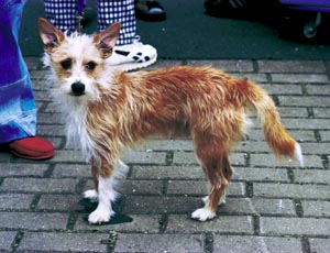 �|�[�`���M�[�Y�E�n�E���h