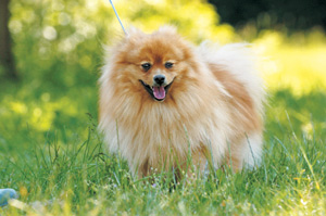 �W���[�}���E�X�s�b�c