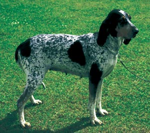 �O���[�g�E�K�X�R�[�j���E�n�E���h