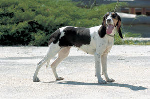 �x���i�[�E�n�E���h