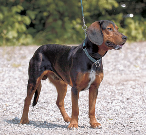 �I�[�X�g���A���E�X���[�X�E�u���b�P