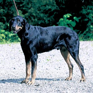 �g�����V���o�j�A���E�n�E���h