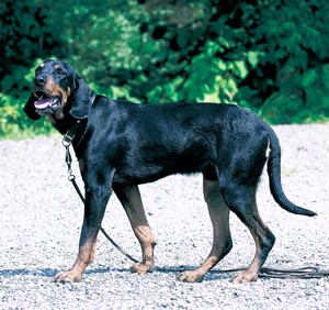 �I�[�X�g���A���E�u���b�N�E�A���h�E�^���E�n�E���h