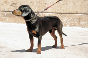 �X���o�L�A���E�n�E���h