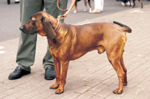 �o���@���A���E�n�E���h