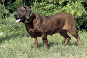 �n�m�[���@���A���E�n�E���h