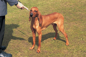 �C�^���A���E�n�E���h