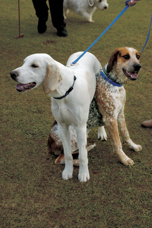 �C���O���b�V���E�t�H�b�N�X�n�E���h