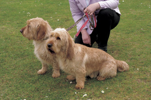 �o�Z�[�E�t�H�[�u�E�h�E�u���^�[�j��