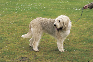 �I�b�^�[�n�E���h