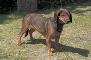 �A���y���E�_�b�N�X�u���b�P