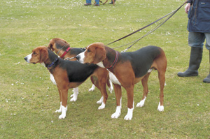 �n�~���g���E�n�E���h