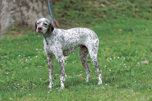 �u���{�l�E�|�C���^�[