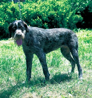 �`�F�X�L�[�E�t�H�[�Z�N