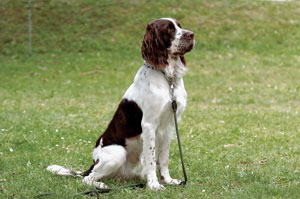 �t�����`�E�X�p�j�G��