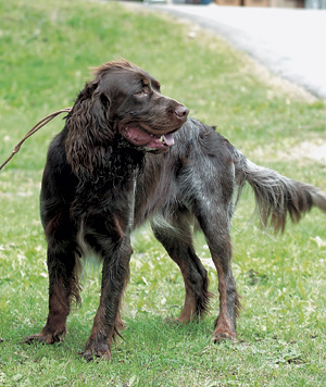 �s�J�[�f�B�E�X�p�j�G��