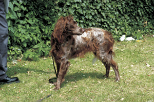 �|���E�I�[�h�����E�X�p�j�G��