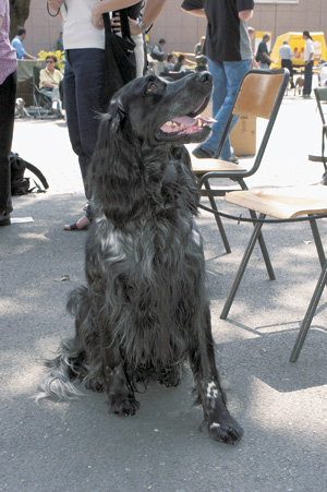 �u���[�E�s�J�[�f�B�E�X�p�j�G��