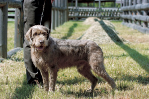 �X�����F���X�L�[�E�|�C���^�[