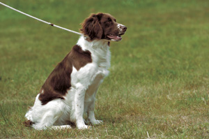 �h�����`�F�E�p�g���C�X�z���h