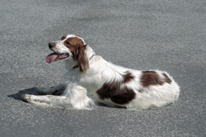 �A�C���b�V���E���b�h�E�A���h�E�z���C�g�E�Z�^�[