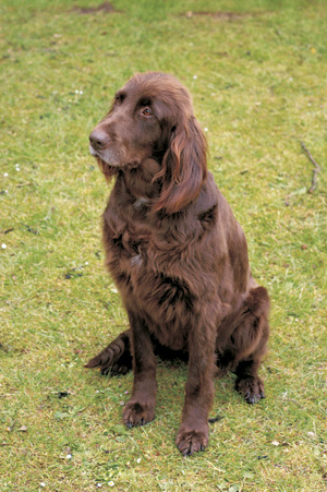 �W���[�}���E�����O�w�A�[�h�E�|�C���^�[